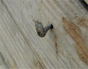 Old style furring nails for welded wire lath.